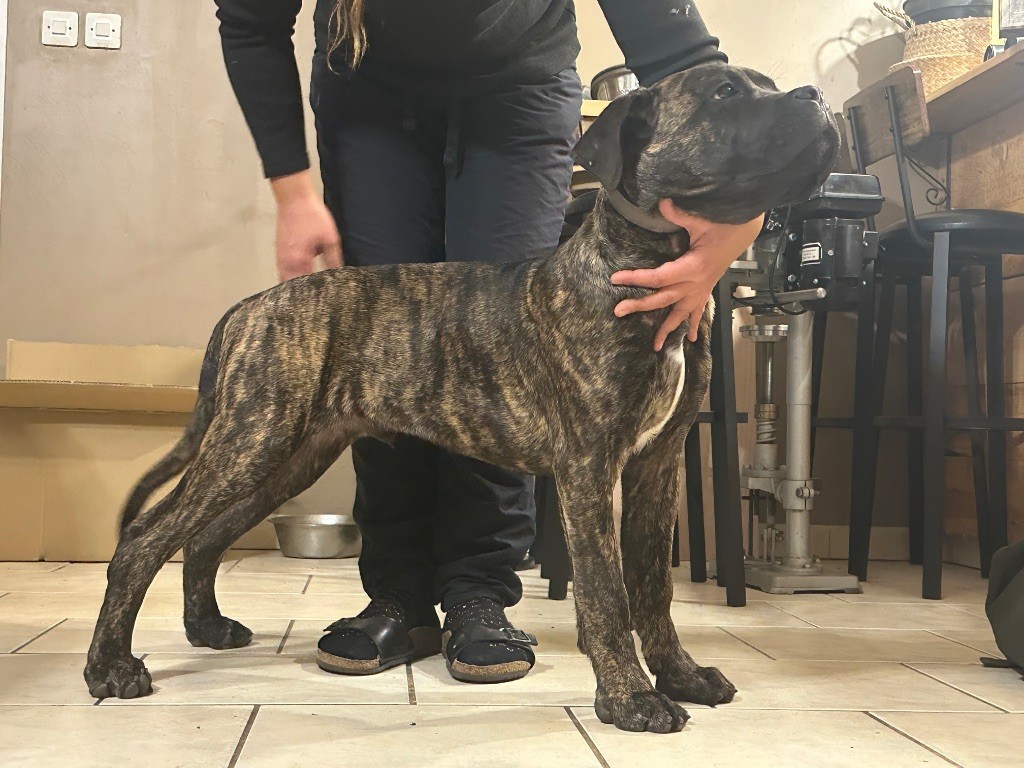 De La Cohorte Romaine - Chiot disponible  - Cane Corso