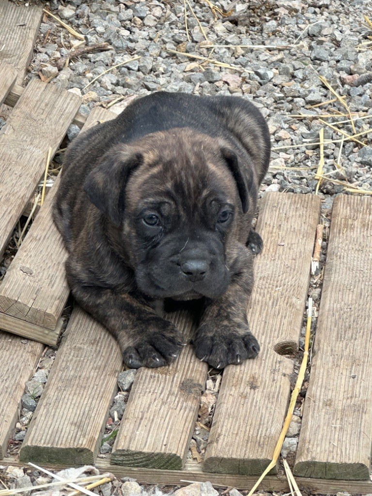 De La Cohorte Romaine - Chiot disponible  - Cane Corso