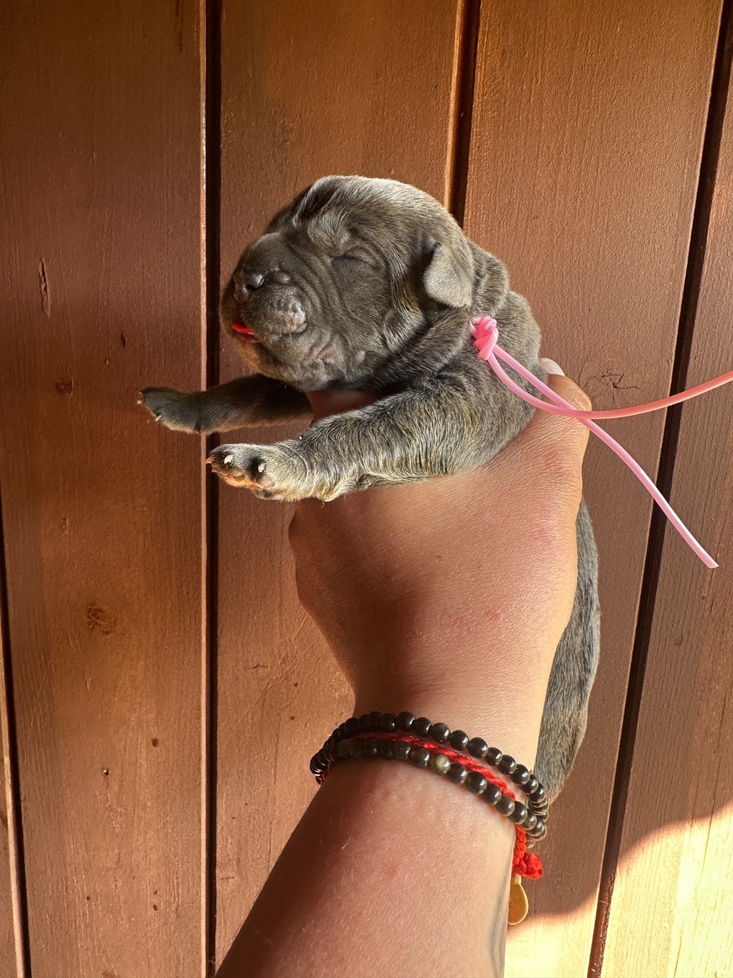 De La Cohorte Romaine - Chiots disponibles - Cane Corso