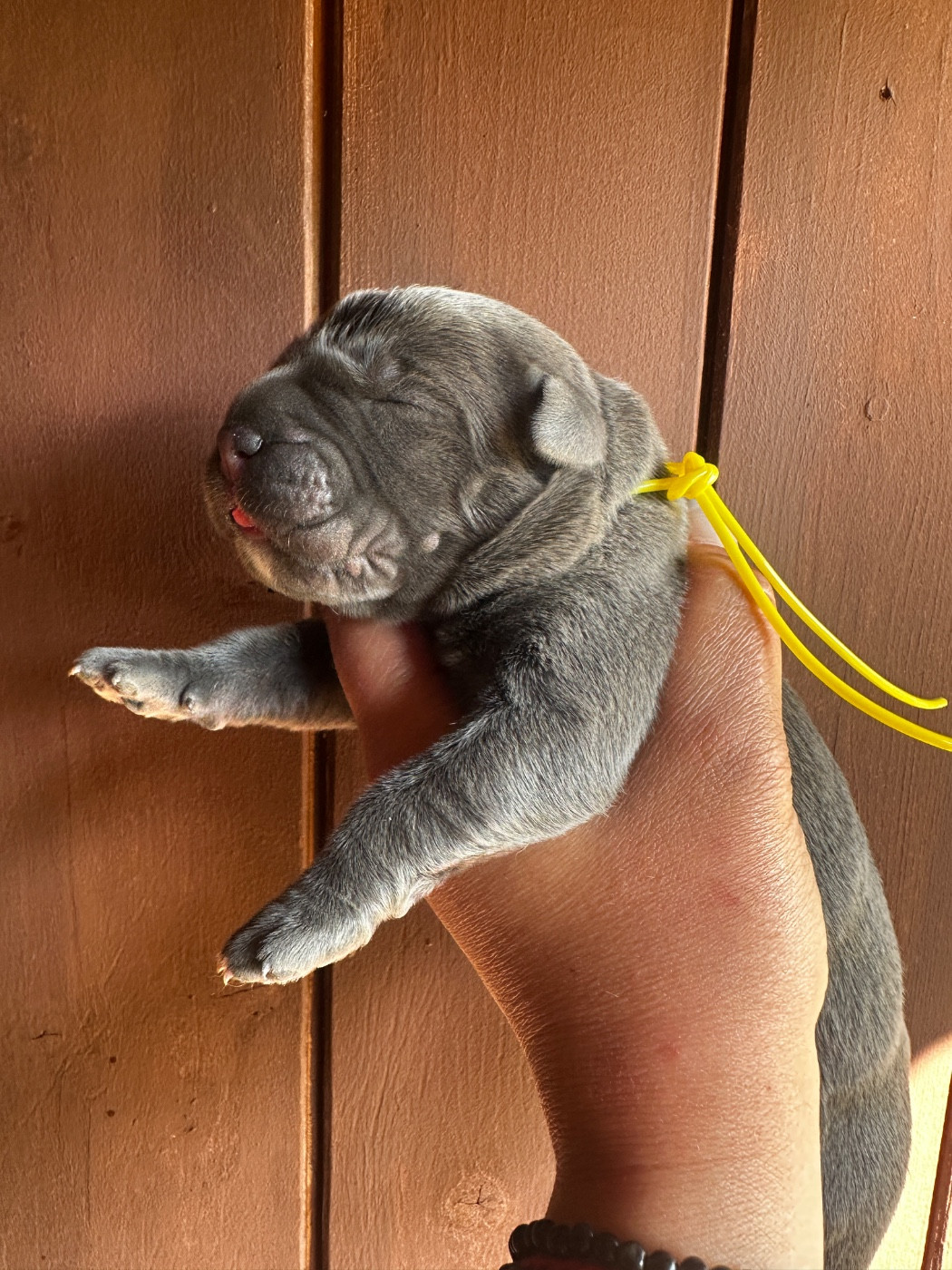 De La Cohorte Romaine - Chiots disponibles - Cane Corso