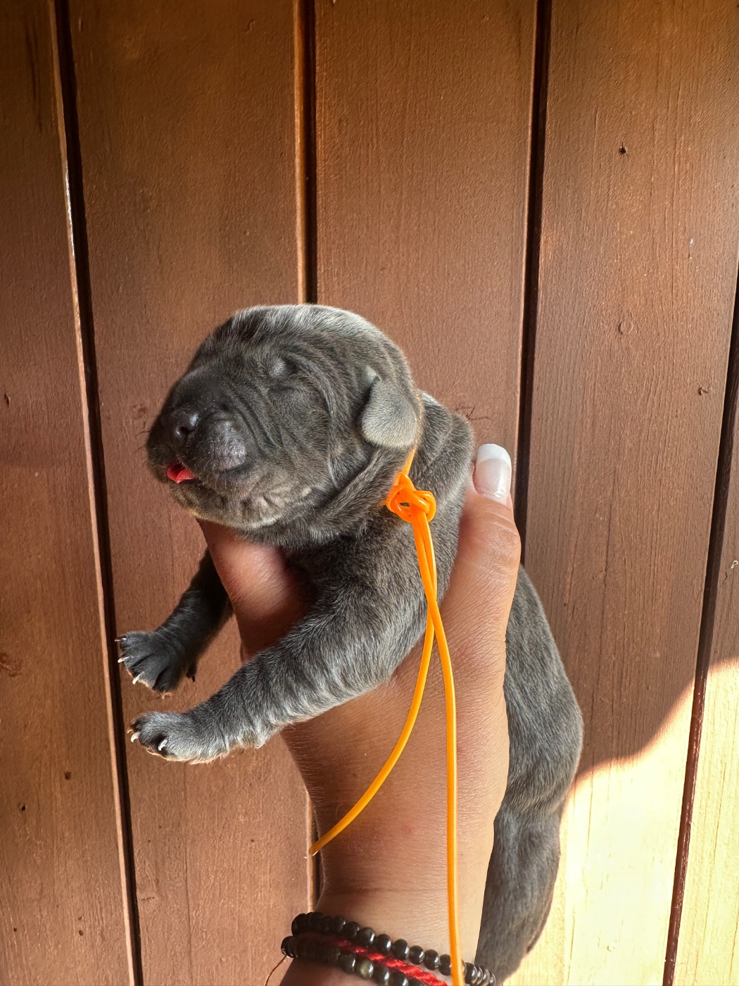 De La Cohorte Romaine - Chiots disponibles - Cane Corso