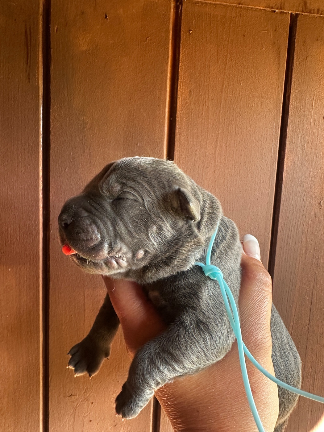 De La Cohorte Romaine - Chiots disponibles - Cane Corso