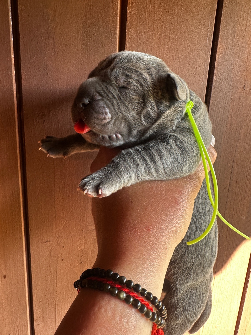 De La Cohorte Romaine - Chiots disponibles - Cane Corso