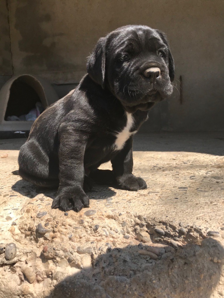 De La Cohorte Romaine - Cane Corso - Portée née le 04/03/2020