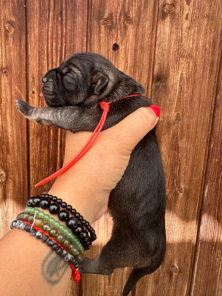 De La Cohorte Romaine - Chiots disponibles - Cane Corso