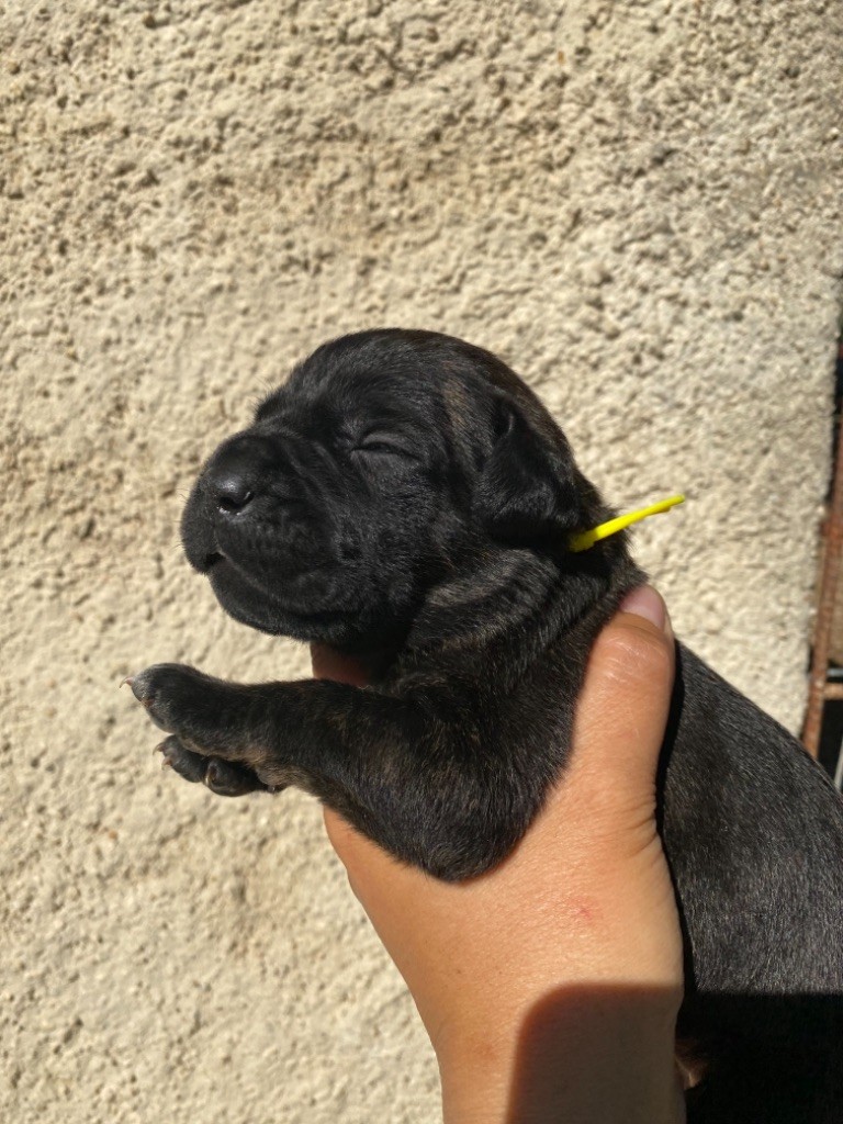 De La Cohorte Romaine - Cane Corso - Portée née le 12/05/2021