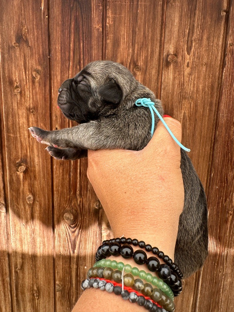 De La Cohorte Romaine - Chiots disponibles - Cane Corso
