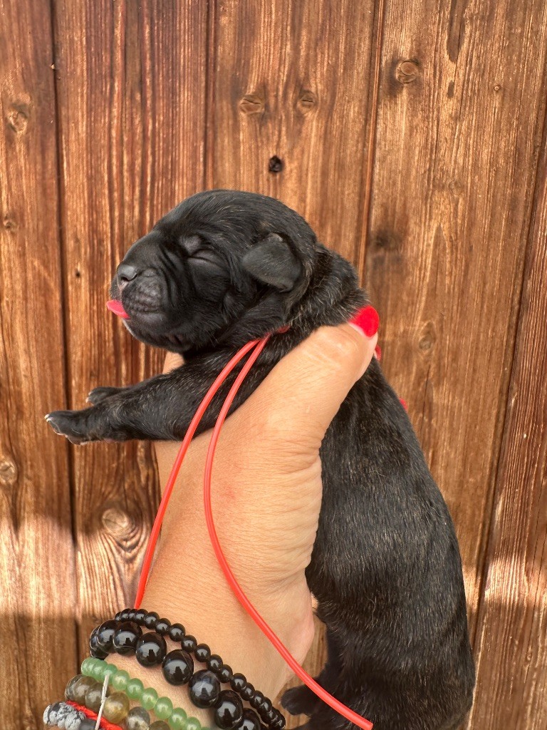 De La Cohorte Romaine - Chiots disponibles - Cane Corso