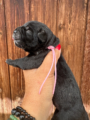 Femelle noire collier rose