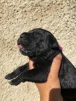 CHIOT noire collier rose foncé 