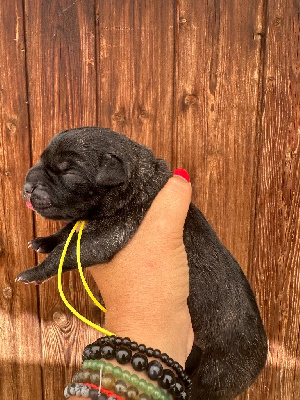Femelle bringé collier jaune 