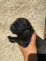 CHIOT noire bringée  collier jaune 