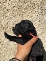 CHIOT noire collier orange 