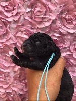 RAGGA collier bleu ciel 