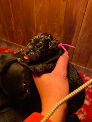 CHIOT noire collier rose foncé 