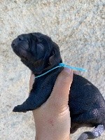 CHIOT noir collier bleu clair 