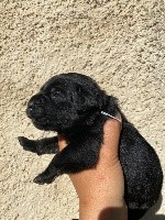 CHIOT noire bringée collier gris