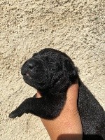 CHIOT noire sans collier 