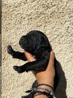 CHIOT noir sans collier 