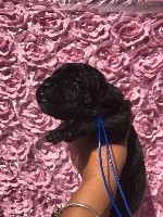 ROMA collier bleu foncé 