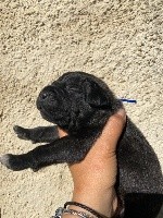 CHIOT noir bringé collier bleu foncé 