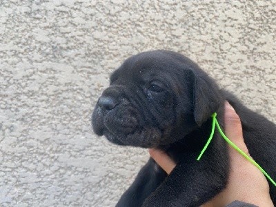 CHIOT noir collier vert pomme