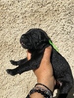 CHIOT collier vert pomme