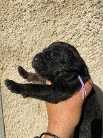 CHIOT noire bringée  collier violet