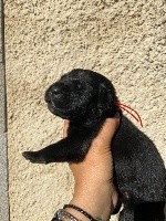 CHIOT noir collier rouge 