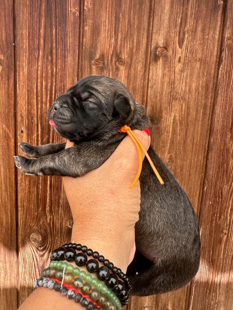 De La Cohorte Romaine - Chiots disponibles - Cane Corso