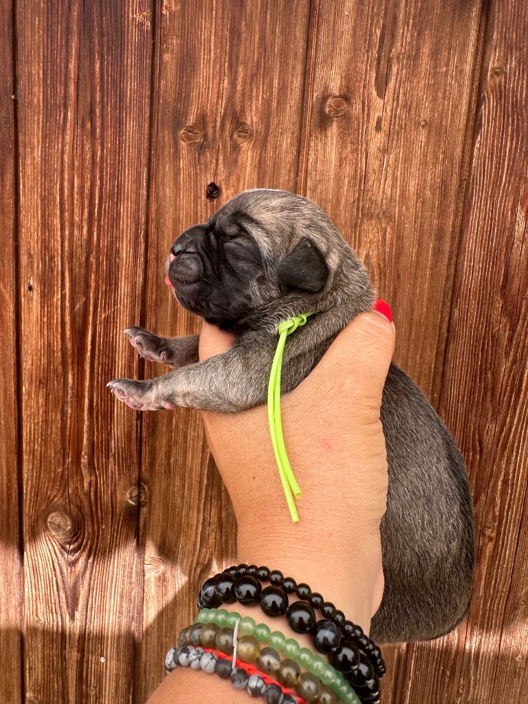 De La Cohorte Romaine - Chiots disponibles - Cane Corso