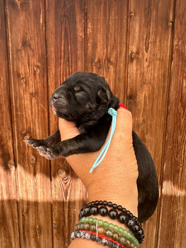 De La Cohorte Romaine - Chiots disponibles - Cane Corso