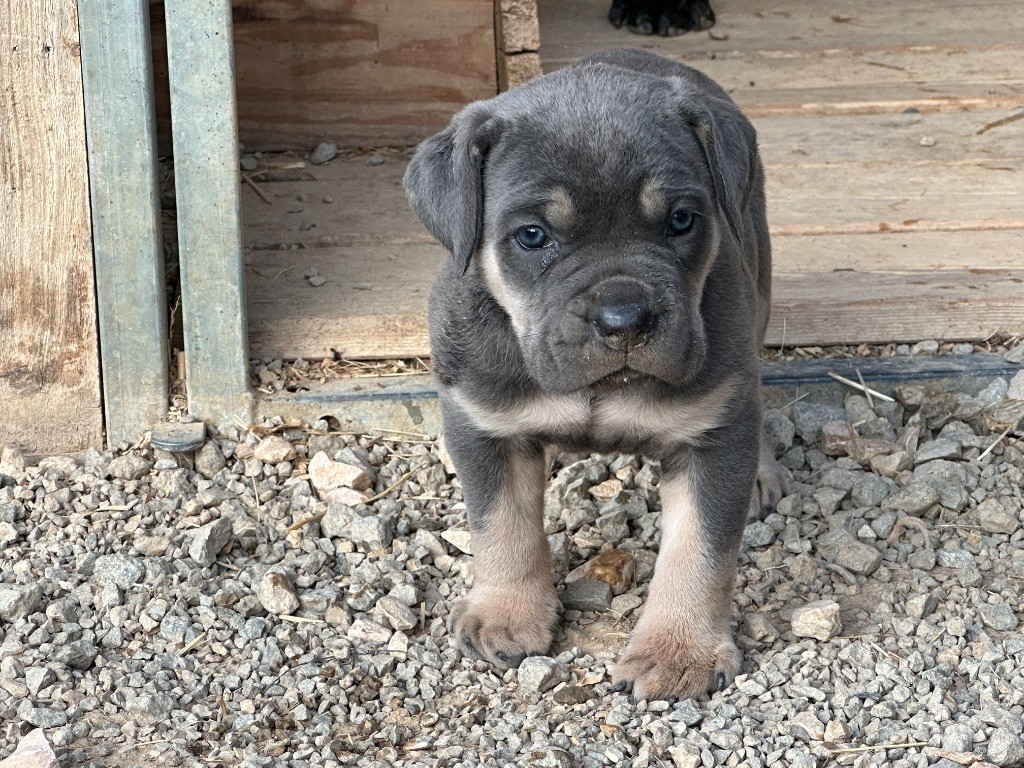 De La Cohorte Romaine - Chiots disponibles - Cane Corso