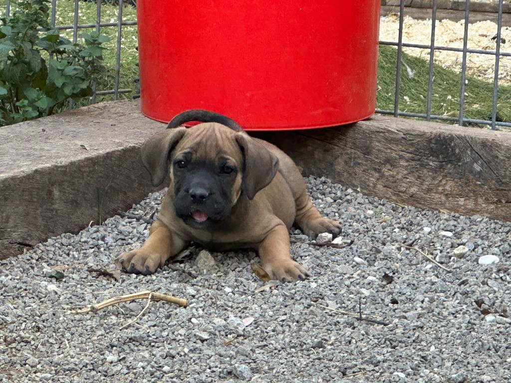 De La Cohorte Romaine - Chiots disponibles - Cane Corso